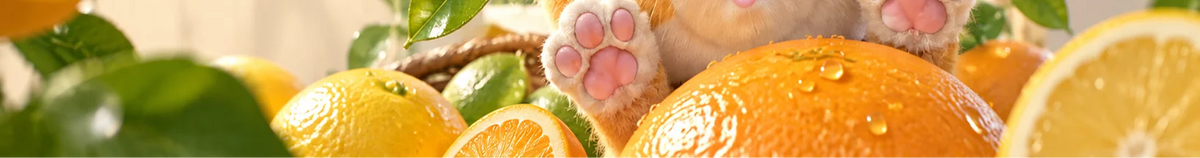 Citrus Perfumes